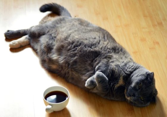 lazy cat with a cup of black coffee