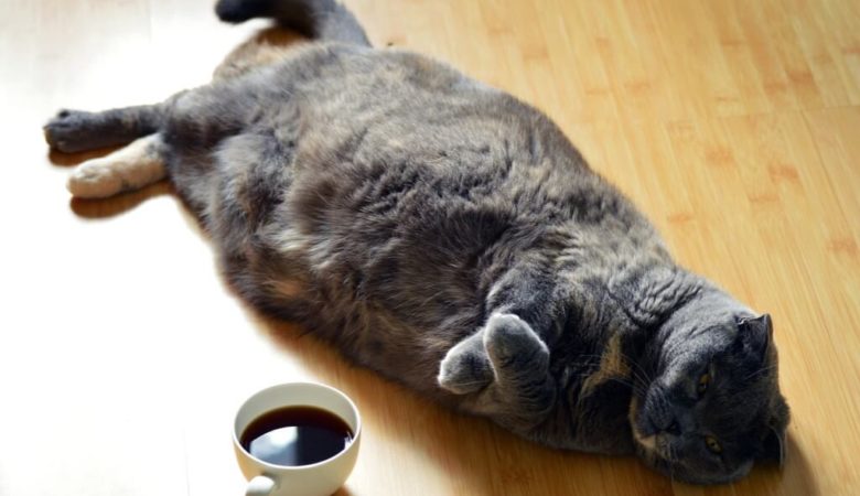 lazy cat with a cup of black coffee
