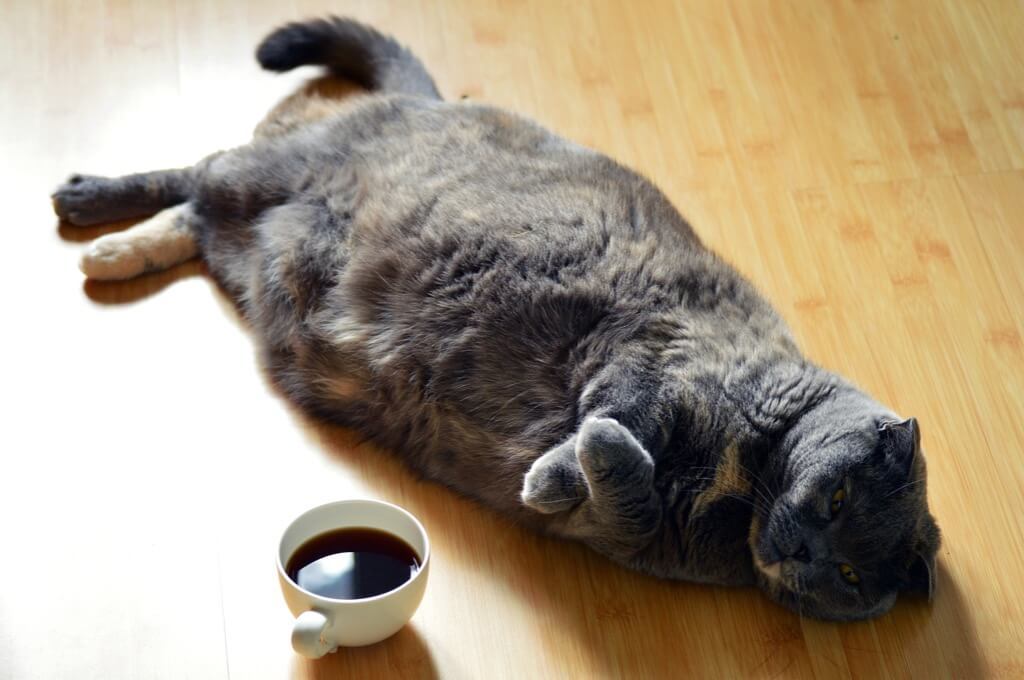 lazy cat with a cup of black coffee