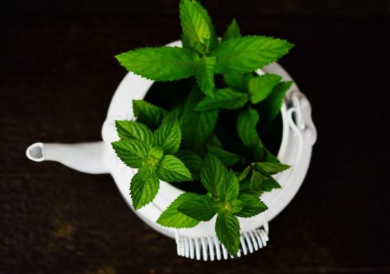 fresh peppermint leaves in a jug