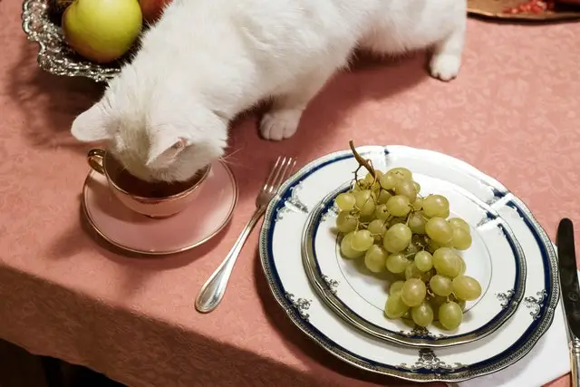 Cat eating from a cup on a dining table after fasting, with a plate of grapes nearby, illustrating overeating after fasting.