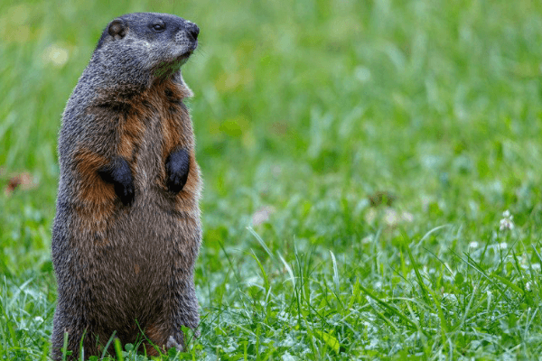 groundhog animal